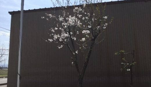 桜