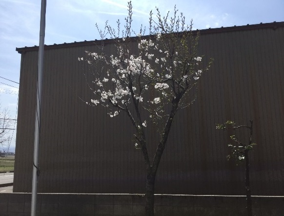 桜 by 北陸工場