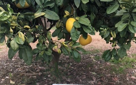 熊本の巨大果物「晩白柚（ばんぺいゆ）」