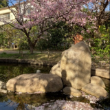 桜守と鏡板守