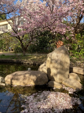 桜守と鏡板守