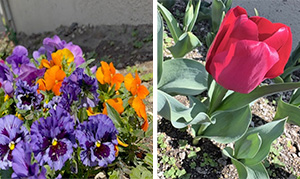 6Ｓ美観活動　花壇整備の取り組み