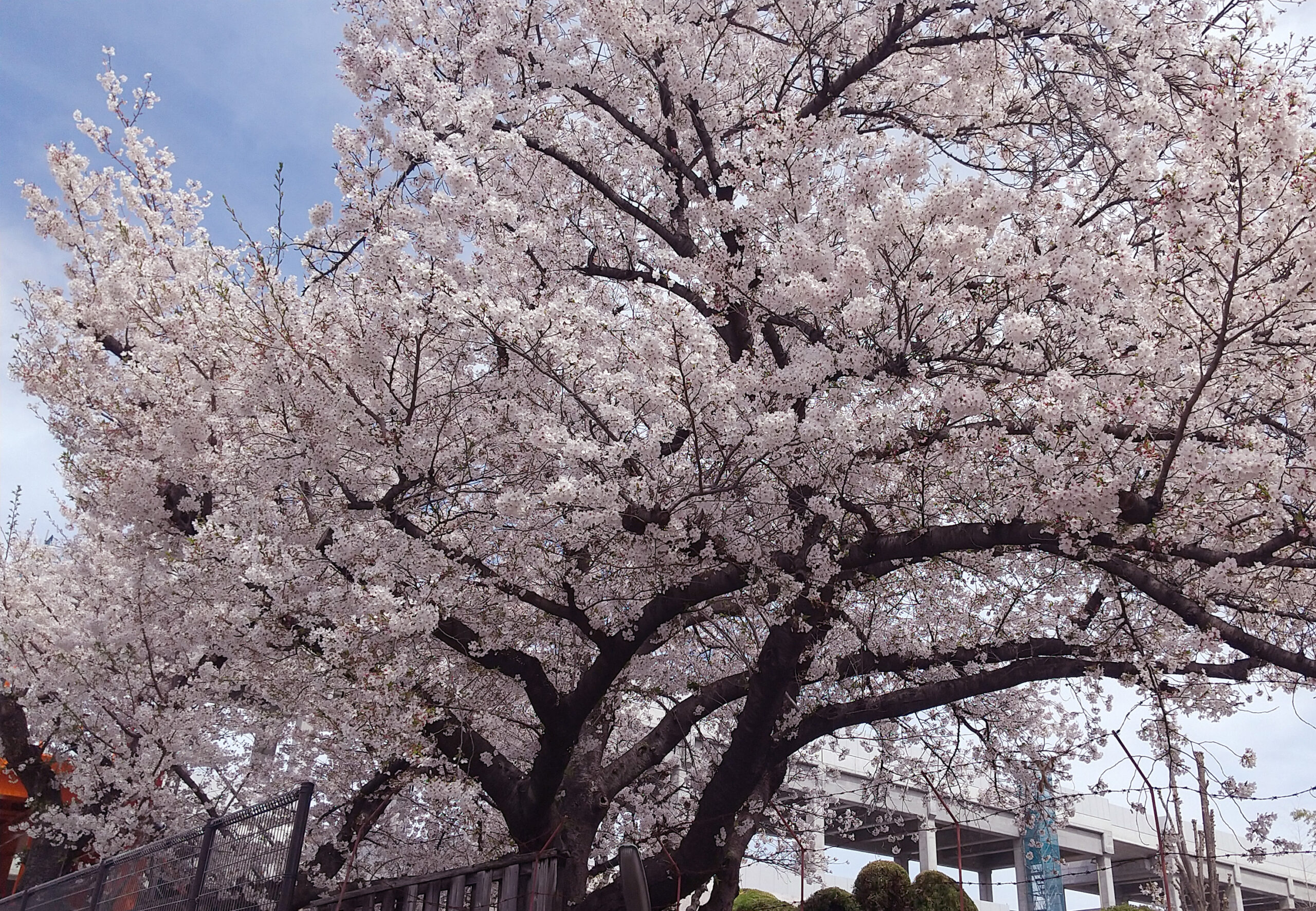 柴島浄水場の桜